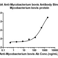 Mycobacterium bovis Rabbit pAb