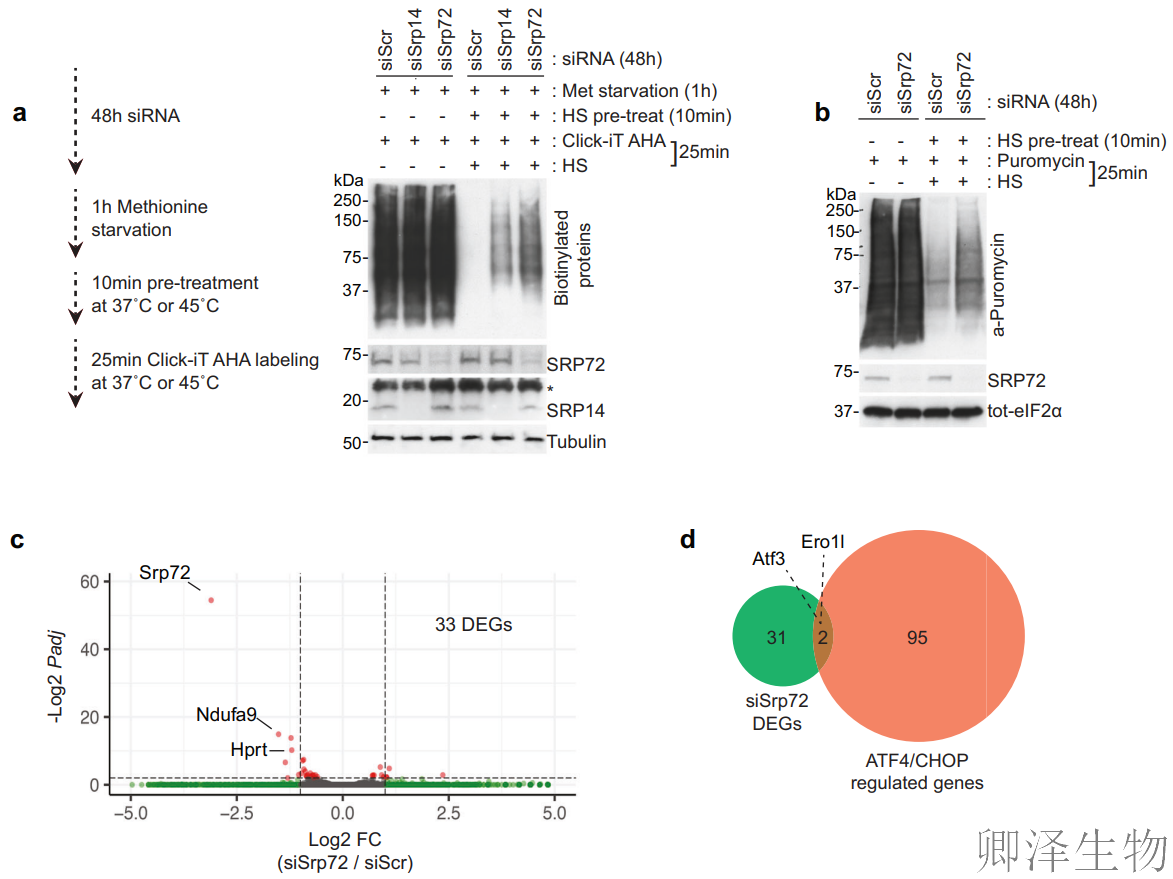 【热应激的翻译调控】 | 7SL RNA与信号识别颗粒（SRP）的双重身份大揭秘！