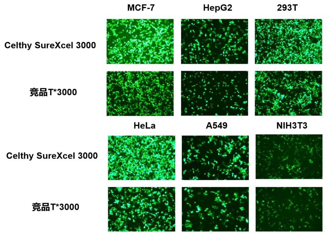 Celthy SureXcel 3000转染试剂——高效、温和、广谱的基因递送解决方案!