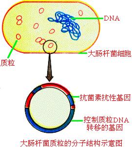 IKA恒温循环器助力DNA转化