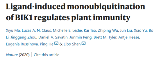 新文速递——配体诱导的BIK1单泛素化调节植物免疫