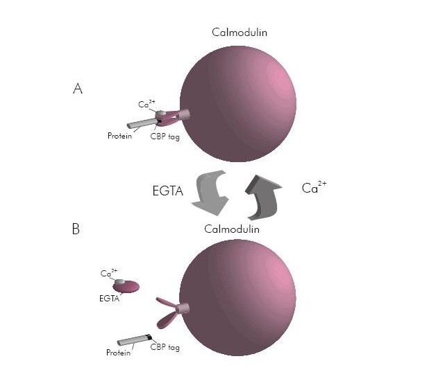 CBP标签抗体-简便高效钙调蛋白结合肽(CBP)抗体