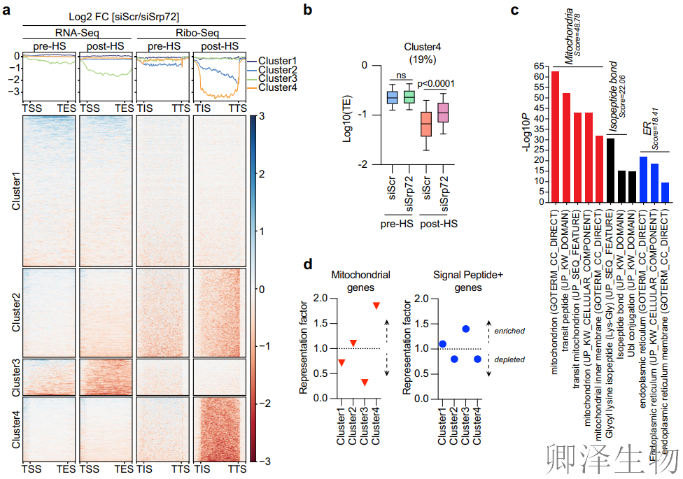 【热应激的翻译调控】 | 7SL RNA与信号识别颗粒（SRP）的双重身份大揭秘！