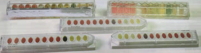 可鉴定7种李斯特菌的动力生化试剂盒