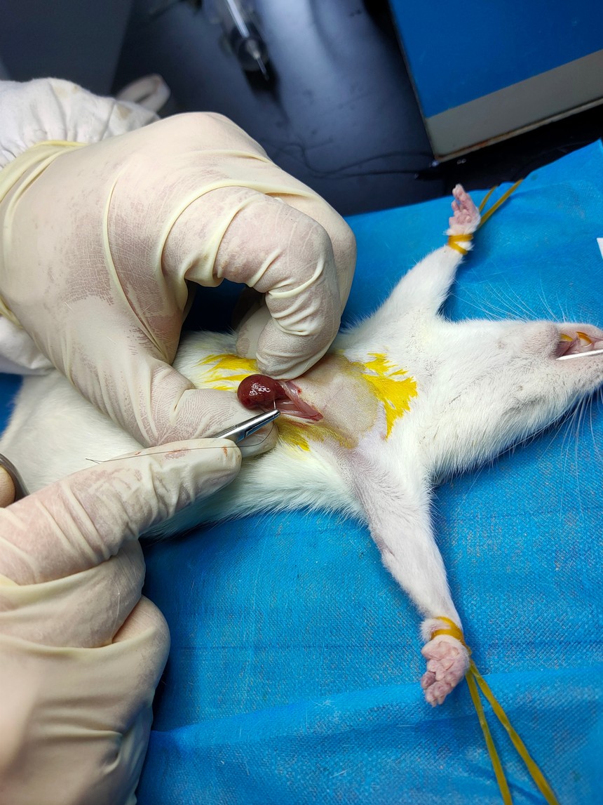 大鼠心肌缺血再灌注模型制备