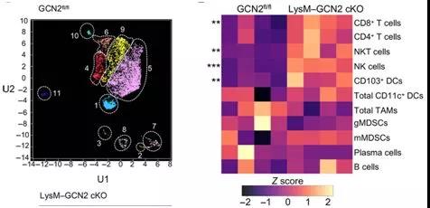 研究发现GCN2缺失促进肿瘤相关巨噬细胞和髓样抑制细胞的表型转变