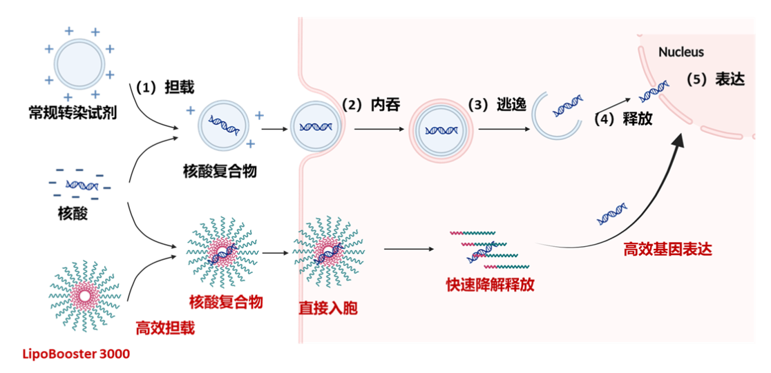 Celthy SureXcel 3000转染试剂——高效、温和、广谱的基因递送解决方案！