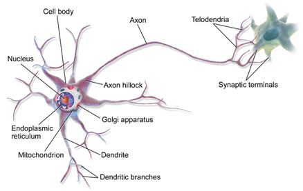 鉴定出仅在髓鞘形成时才出现的一种新型少突胶质细胞