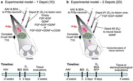 重磅！开发出一种三管齐下的方法可实现脊髓损伤中的轴突再生