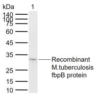 Recombinant MPXV/M1R protein, N-His