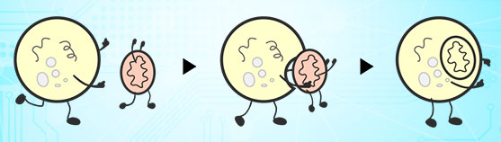 我的后半生——自噬