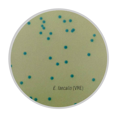 HiCrome两种耐万古霉素肠球菌显色培养基