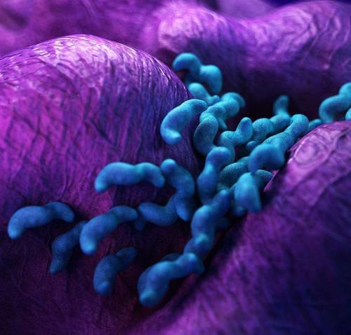 空肠弯曲菌--耐冷不耐热的肠道病原