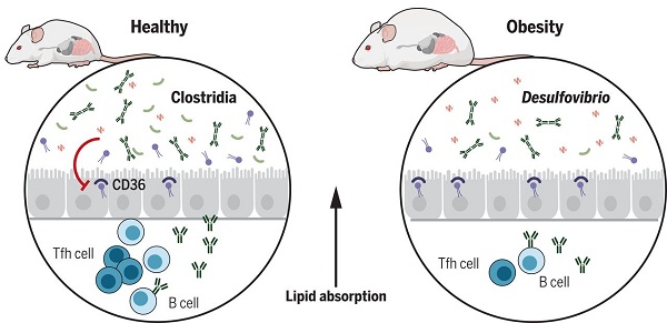 肠道中少了这种细菌，你就会变胖！
