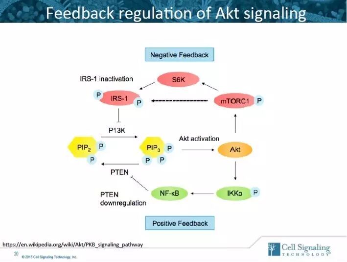 指尖上的PPT，讲述Akt的魅力故事。