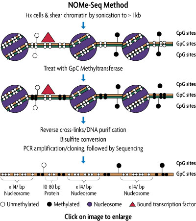 Diagram demonstrating the method of the NOMe-Seq kit from Active Motif