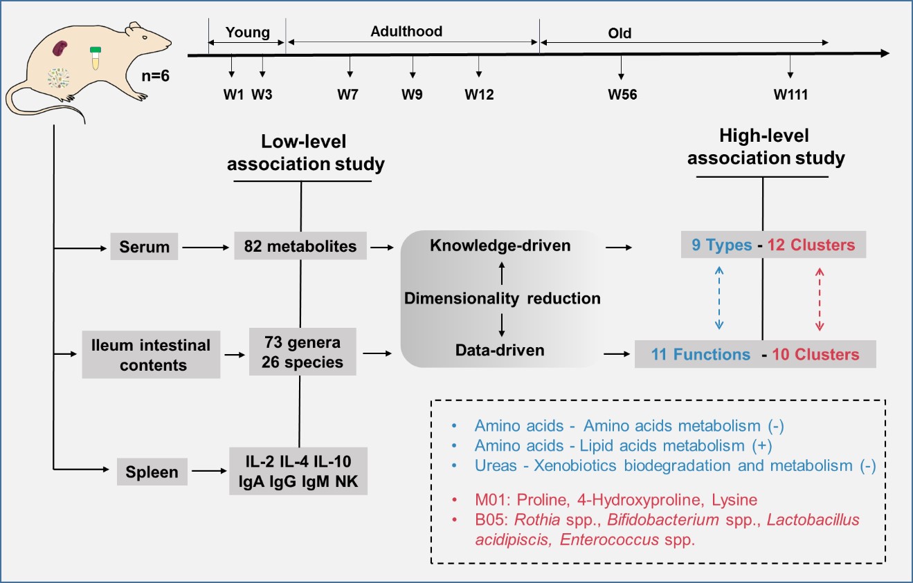 Geroscience︱代谢组-微生物组-免疫因子关联分析揭示大鼠机体随年龄变化规律