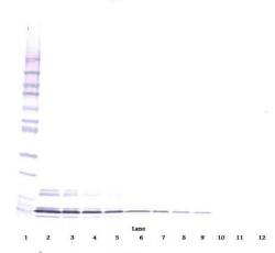 Biotinylated Goat Anti-Human N