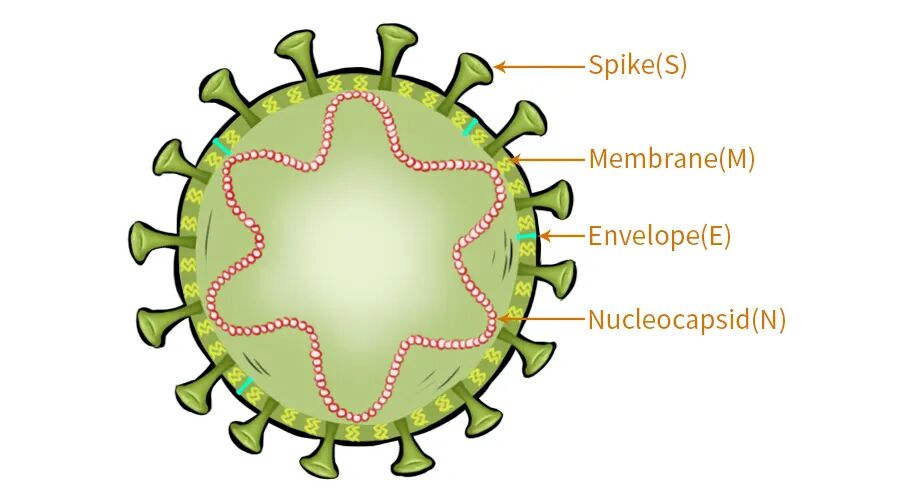 生物素标记2019-nCoV N蛋白加速诊断试剂及抗病毒药物开发