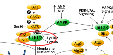 我的后半生——自噬