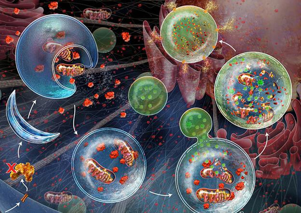 探秘细胞程序性死亡2——细胞自噬工具大放送