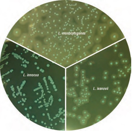 李斯特菌显色培养基的应用