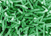 【前沿资讯】噬菌体裂解酶对治疗龋齿等口腔疾病有显著效果