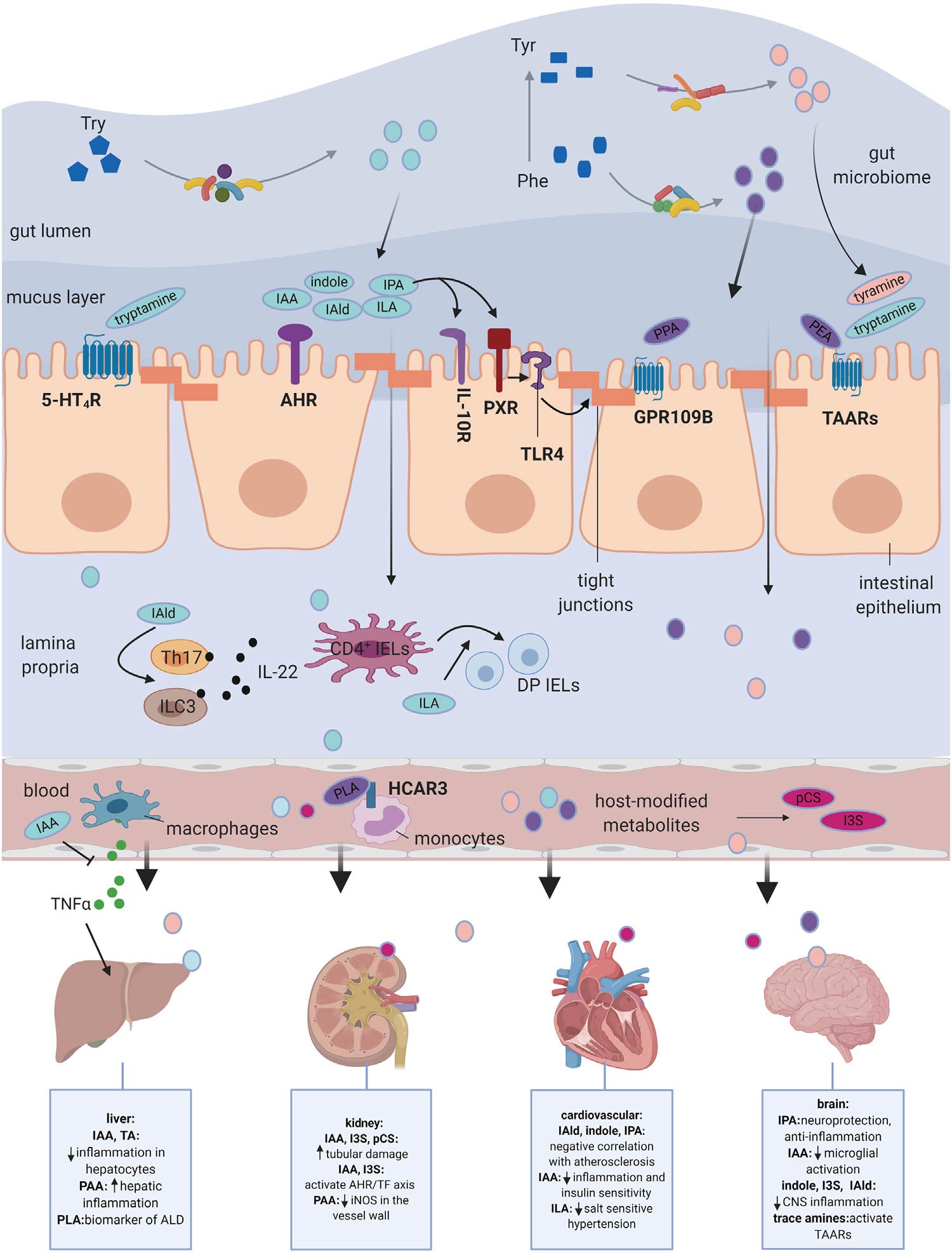 TEM | 宿主与菌群互作的信号分子--AAA相关菌群代谢物