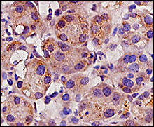 【ABBIOTEC】独家授权总代理正品抗体现货促销！