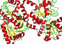 研究发现鬼伞属蛋白质可以抵制白血病