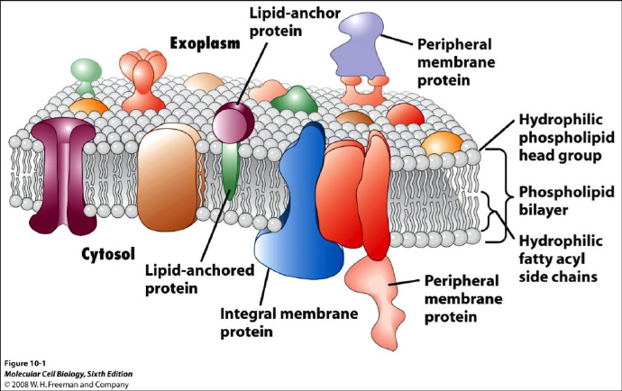 总膜蛋白提取试剂盒，想提就提