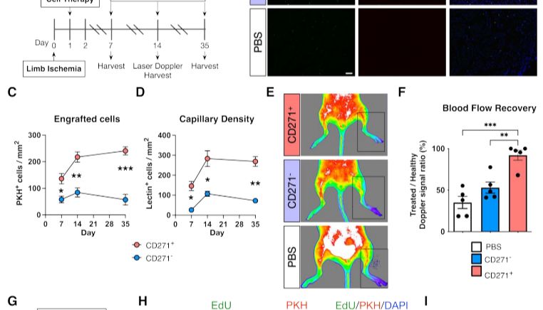 CD271+祖细胞：Omegazone OZ-2探究促血管生成能力