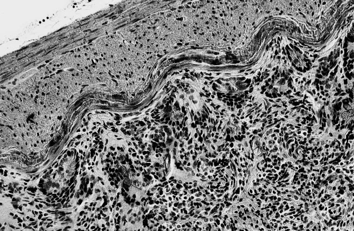 EVOS|点亮细胞之美