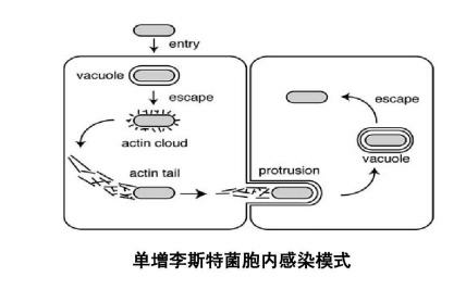 单核细胞增生李斯特菌的发病机理