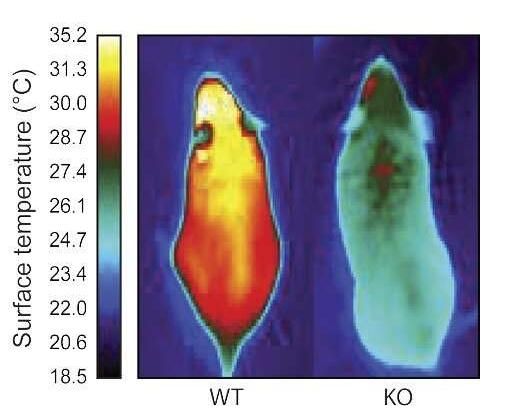 科学家鉴别出赋予棕色脂肪特殊身份的关键分子 有望开发出肥胖和糖尿病新疗法