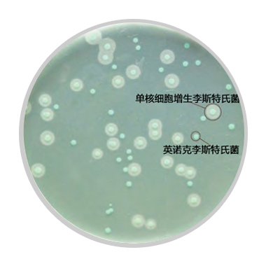 单增李斯特氏菌显色培养基（ALOA法）使用方法