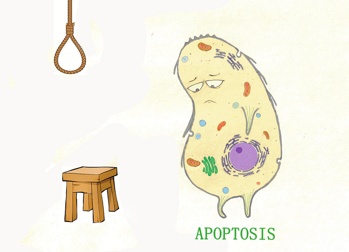 细胞凋亡(Apoptosis)-TUNEL法细胞凋亡检测试剂盒