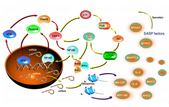细胞衰老以及衰老相关分泌表型调控新机制