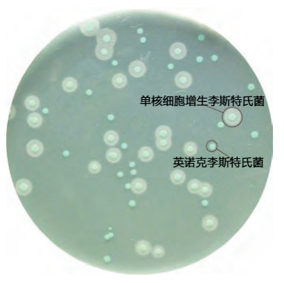 李斯特菌显色培养基的应用