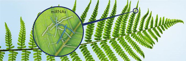 植物microRNA纯化方案-植物microRNA纯化试剂盒
