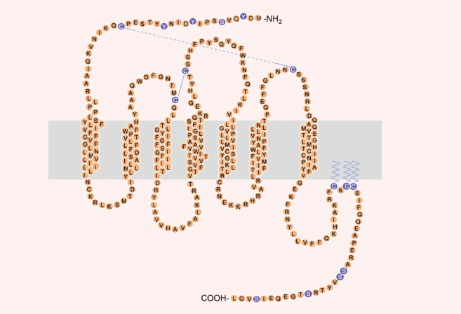 细胞膜上的 CCR5 蛋白