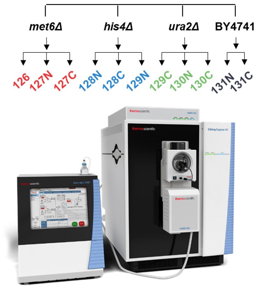 Orbitrap Exploris™ 480的一站式解决方案