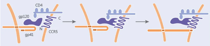 HIV-1 结合细胞表面受体模型 (gp120/gp41 仅显示单体)