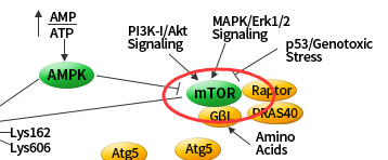 我的后半生——自噬