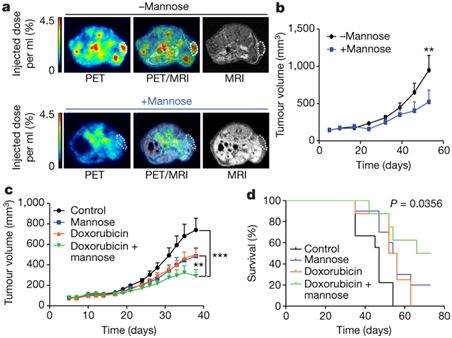 甘露糖可改善化疗治疗癌症的效果