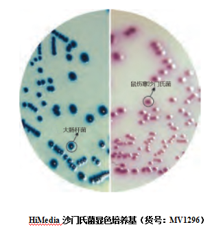 HiMedia显色培养基在沙门氏菌检测中的应用