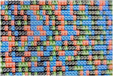 利用CRISPRi技术绘制人细胞中的基因相互作用图谱