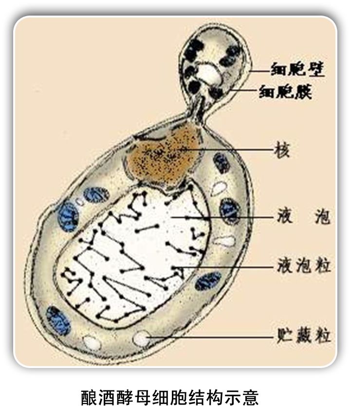 一个短暂的神奇现象，让细胞免受环境压力影响