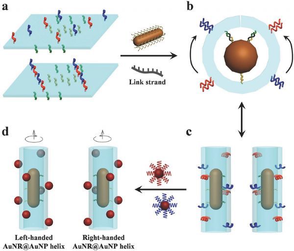 利用DNA折纸术构建金纳米棒