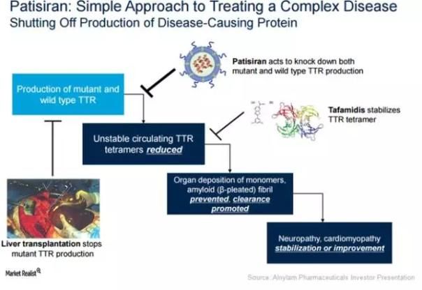 首款RNAi药物patisiran治疗hATTR淀粉样变性显著改善心脏结构和功能
